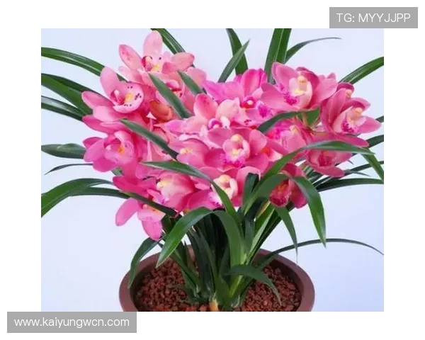 开运的寓意和象征：植物和花卉在开运中的象征意义及其选择指南